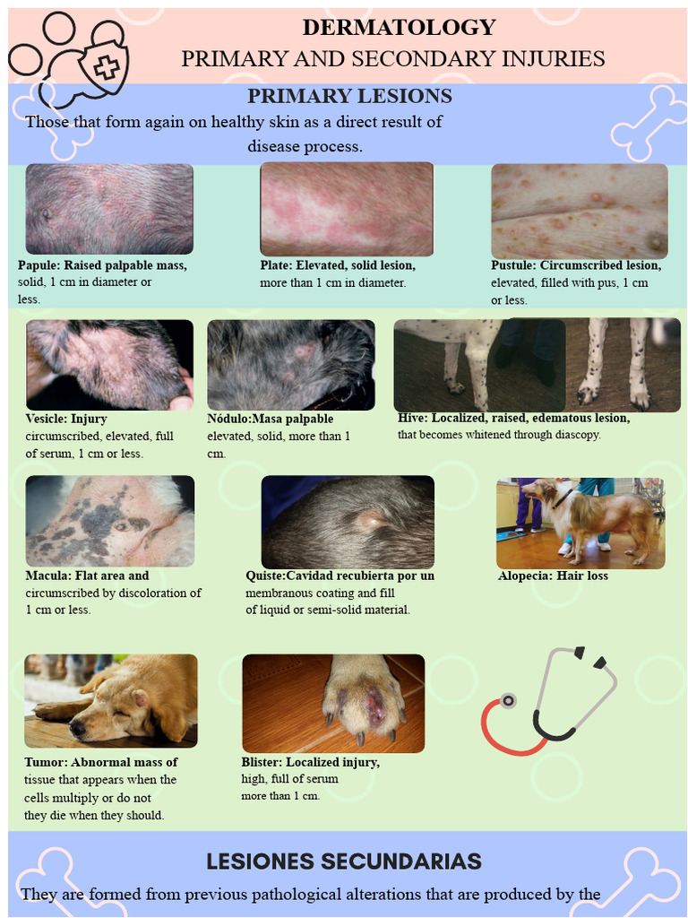 Dermatology: Primary Skin Lesions Explained | PDF