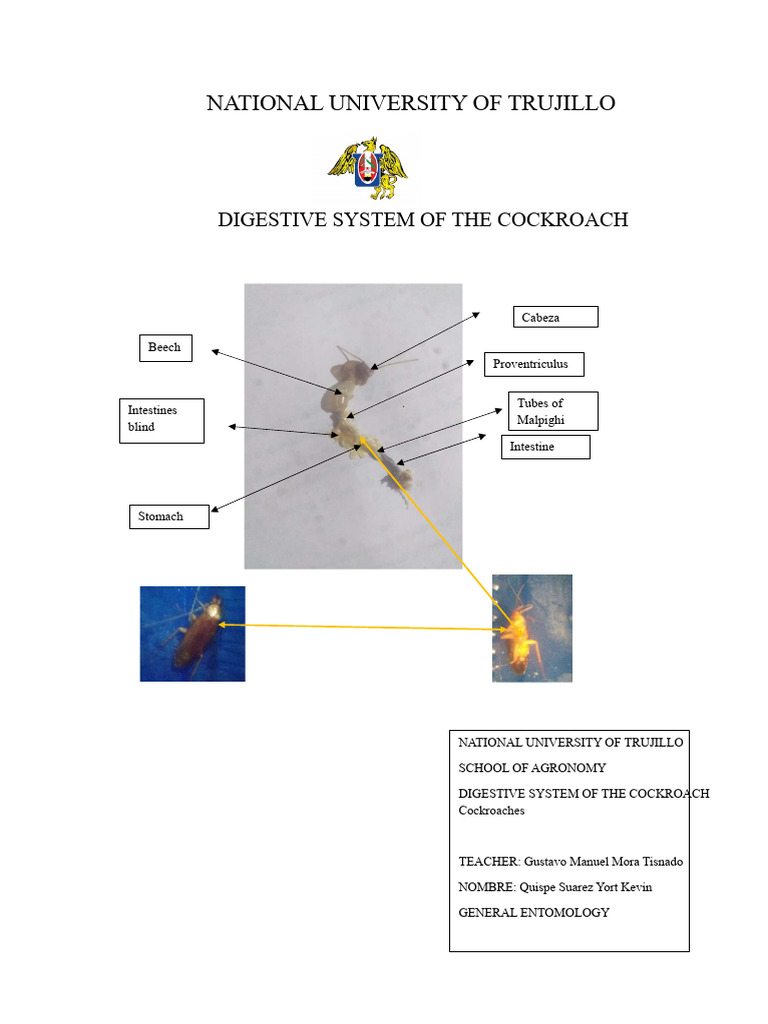 Digestive System of The Cockroach | PDF