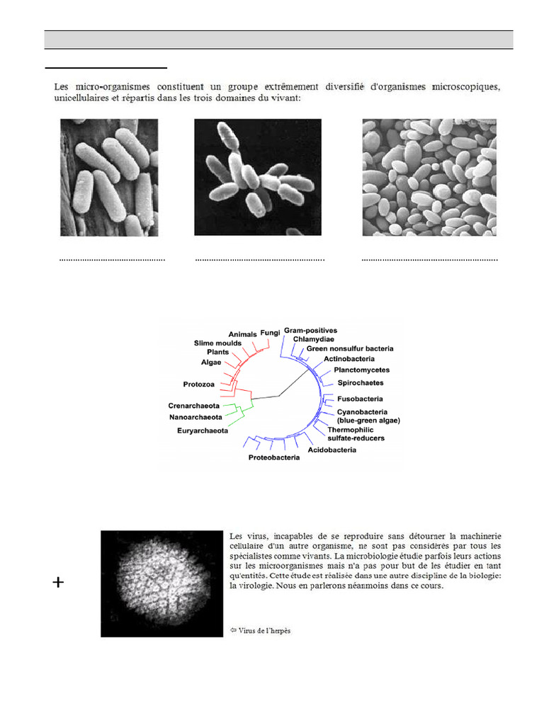 Introduction à la microbiologie et aux bactéries | PDF | Prokaryota ...