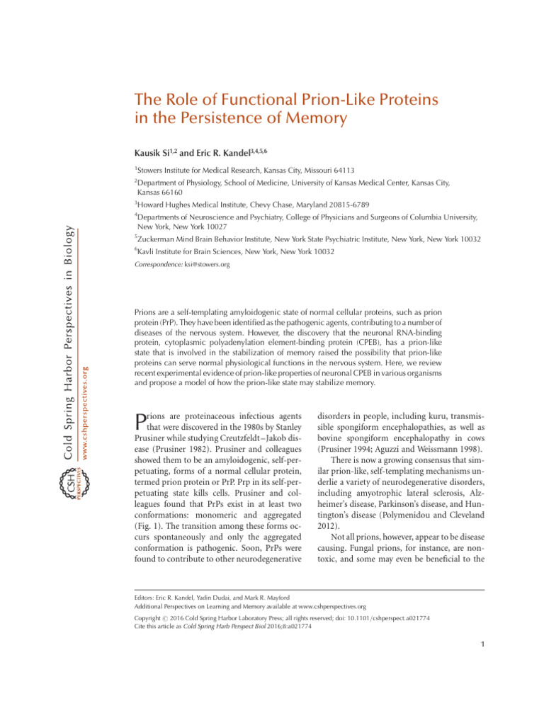 Prion Like Proteins in Memory | PDF | Synapse | Messenger Rna