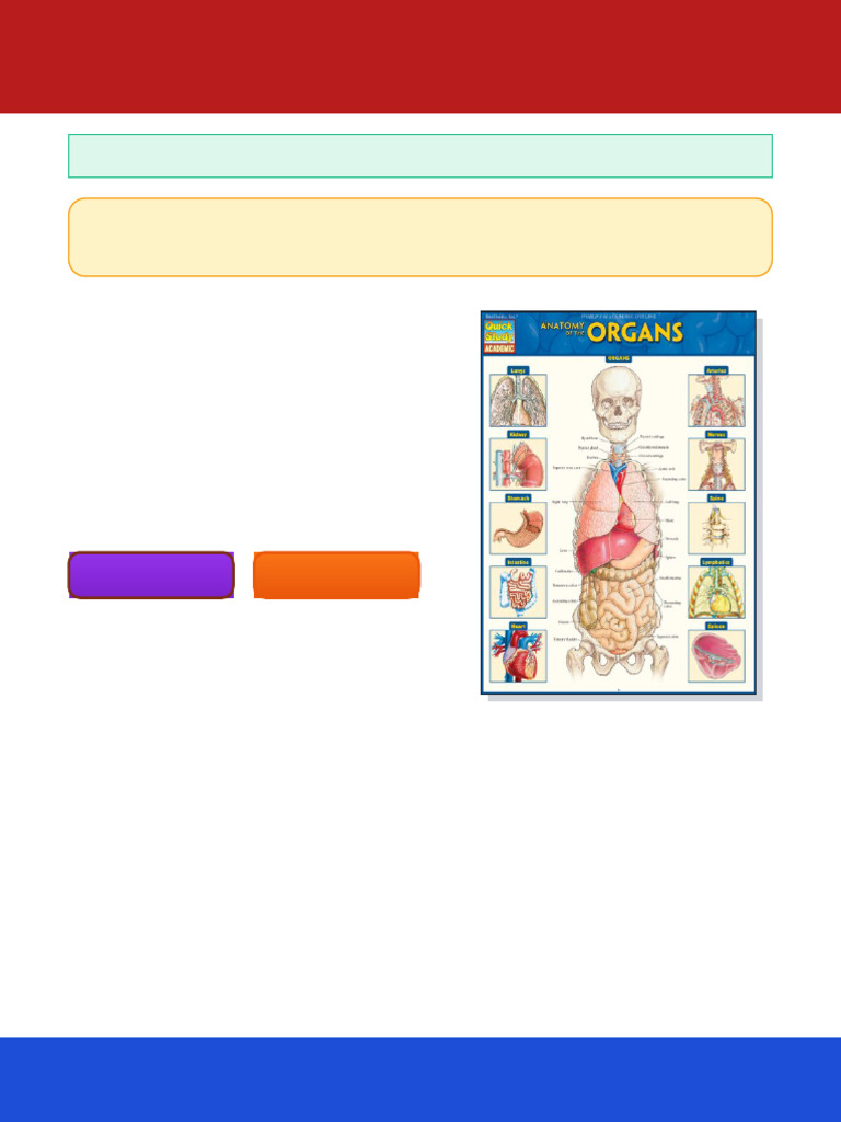 Anatomy of the Organs 1st Edition Vincent Perez ebook all formats ...