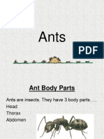 Ants