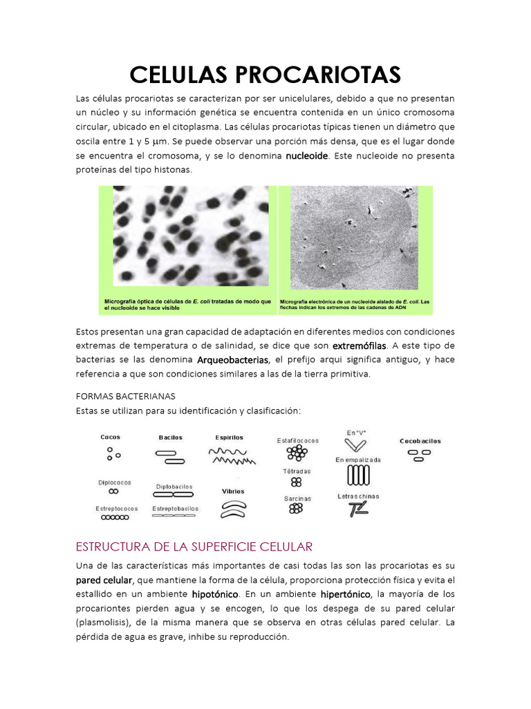 Celula Procariota | PDF | Bacterias Gram Positivas | Biología Celular)