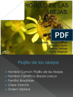 Piojillo de Las Abejas