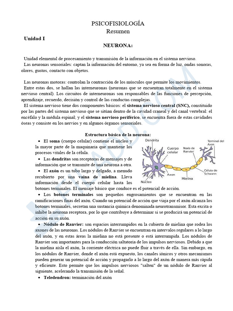 Resumen Psicofisiologia - Primer Parcial | PDF | Sinapsis | Potencial ...