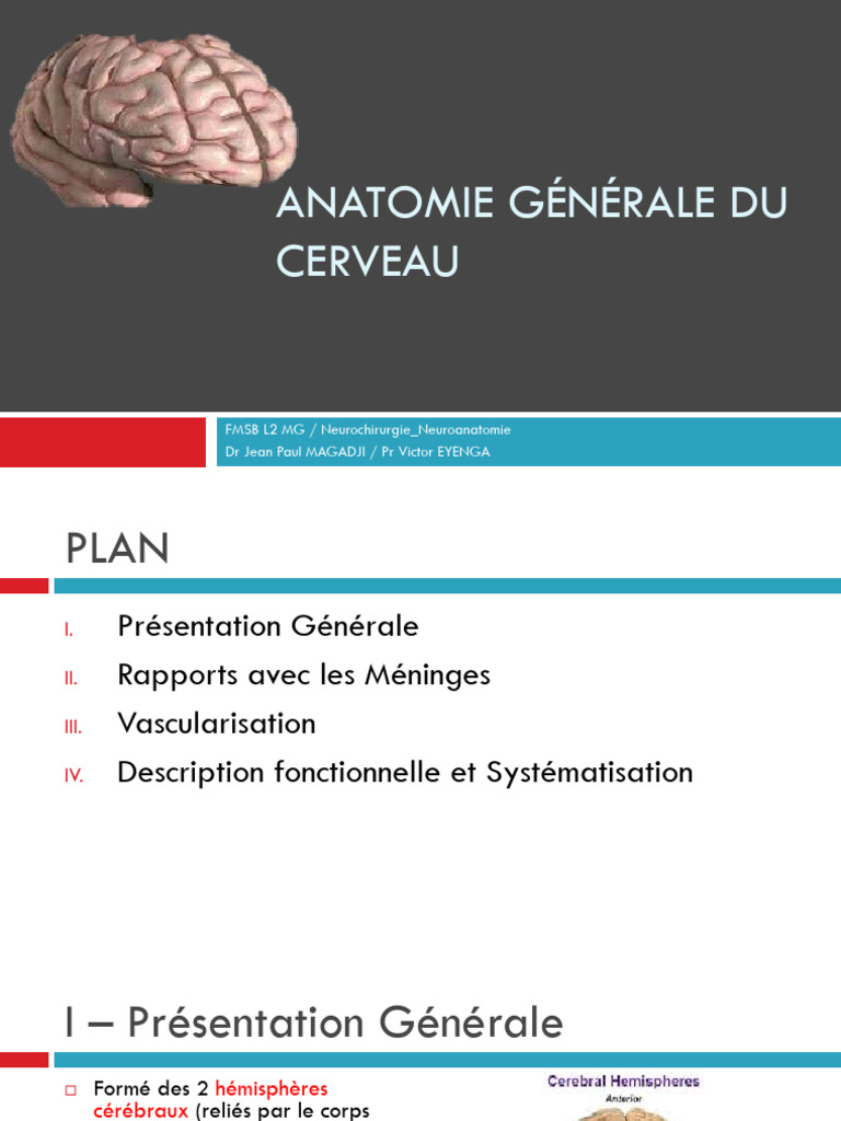 Anatomie du Cerveau : Structure et Vascularisation | PDF ...