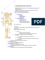 ANATOMITULANG