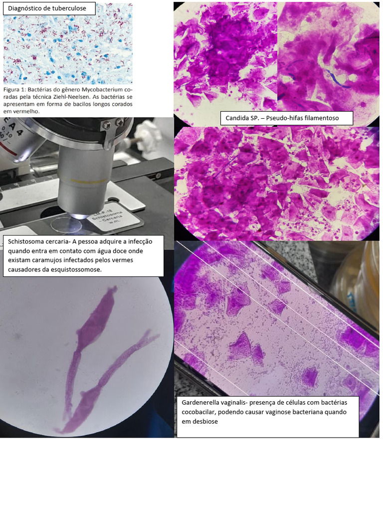 Micro Biolog i A | PDF