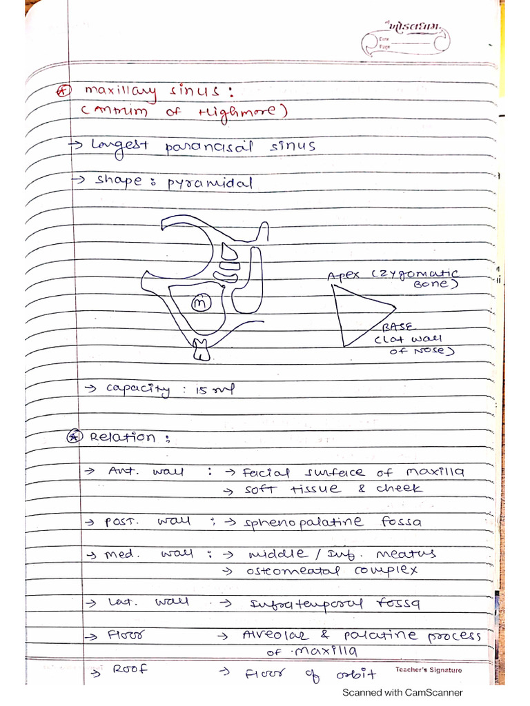 Maxillary Sinus & Maxillary Sinusitis-2 | PDF
