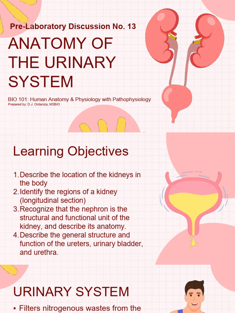 PLD 13-14 ANATOMY OF URINARY SYSTEM & URINALYSIS | PDF | Kidney | Organ ...