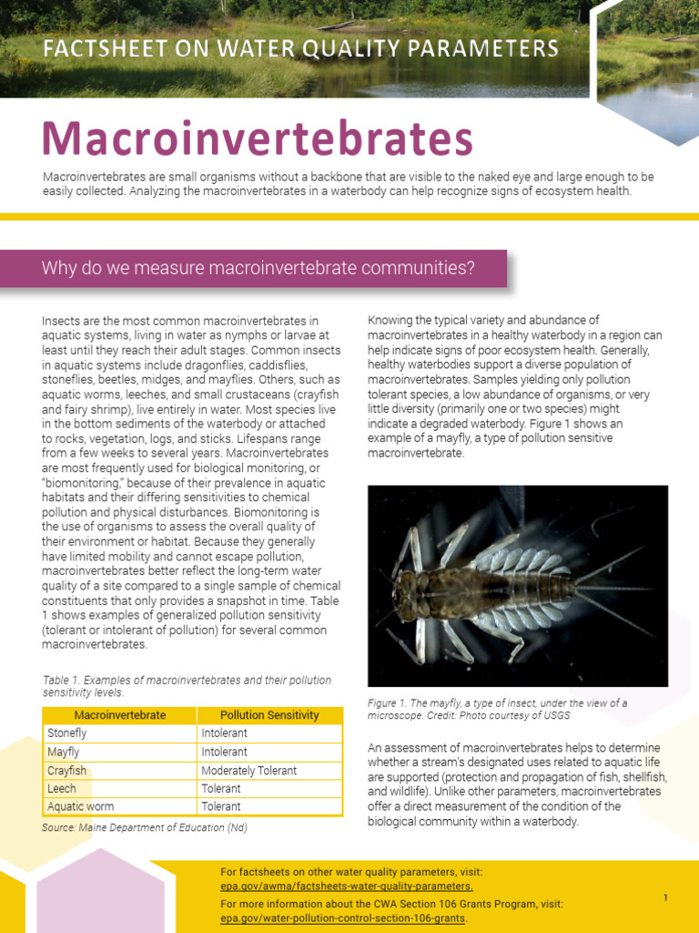 Parameter-Factsheet Macroinvertebrates | PDF | Water Quality | Water ...