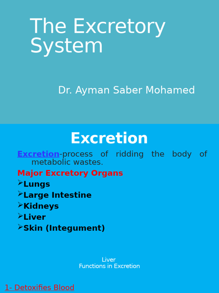 Overview of the Excretory System | PDF
