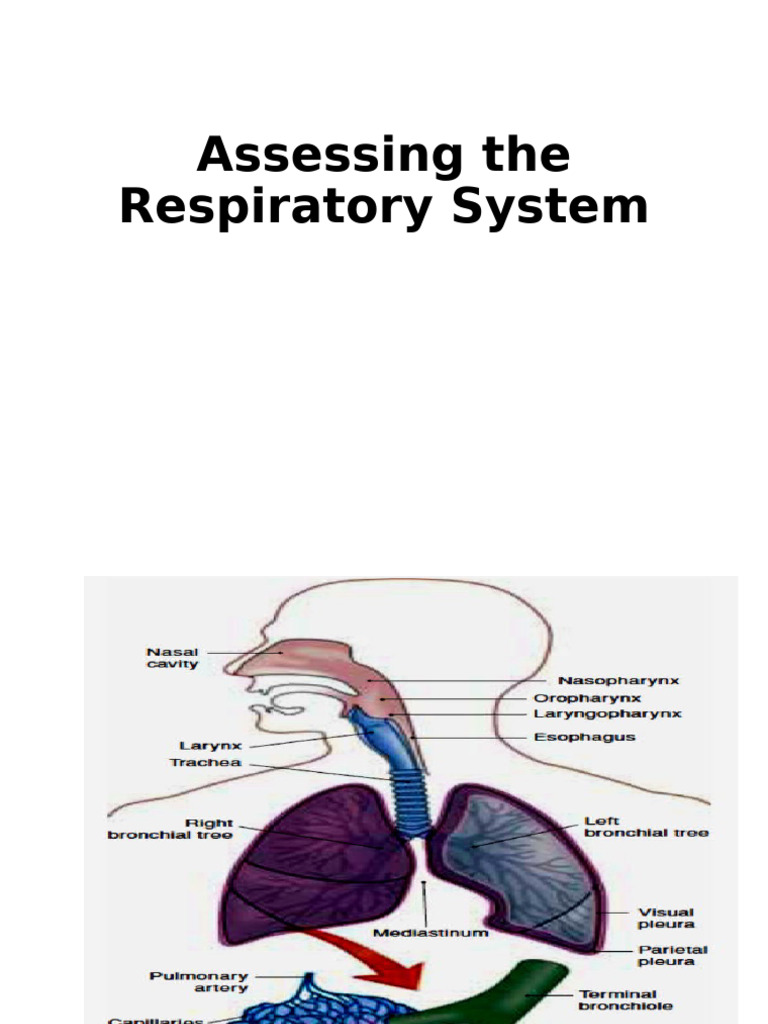 6th REPIRATORY | PDF