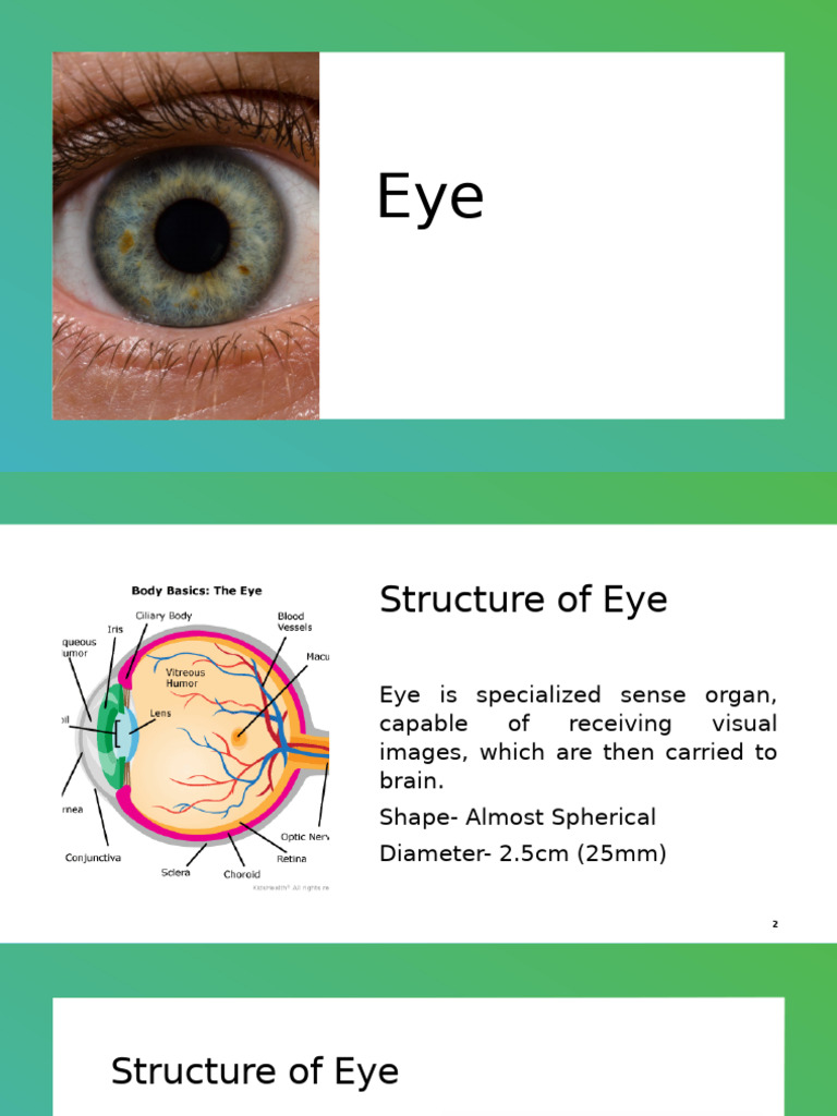 human eye | PDF | Eye | Human Eye