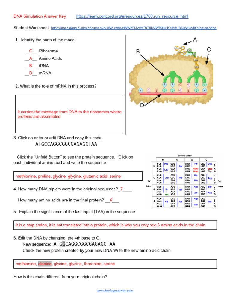 DNA Mutation Simulation Guide | PDF | Point Mutation | Genetic Code
