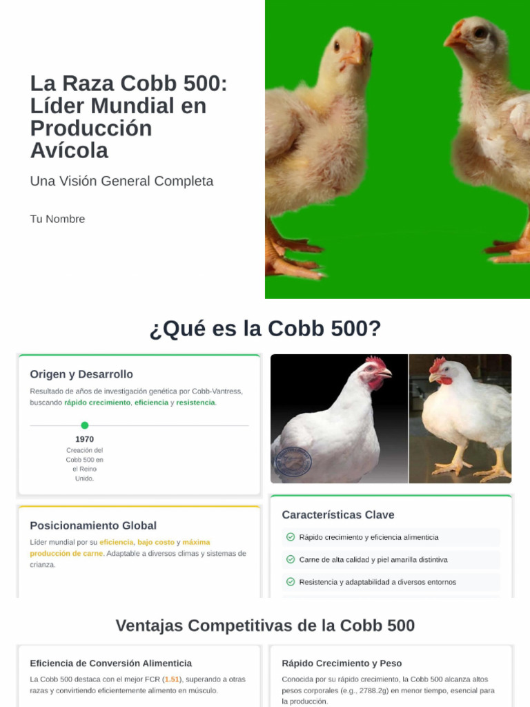 Necesito Crear Una Presentación Sobre La Raza de Pollos Cobb 500 ...
