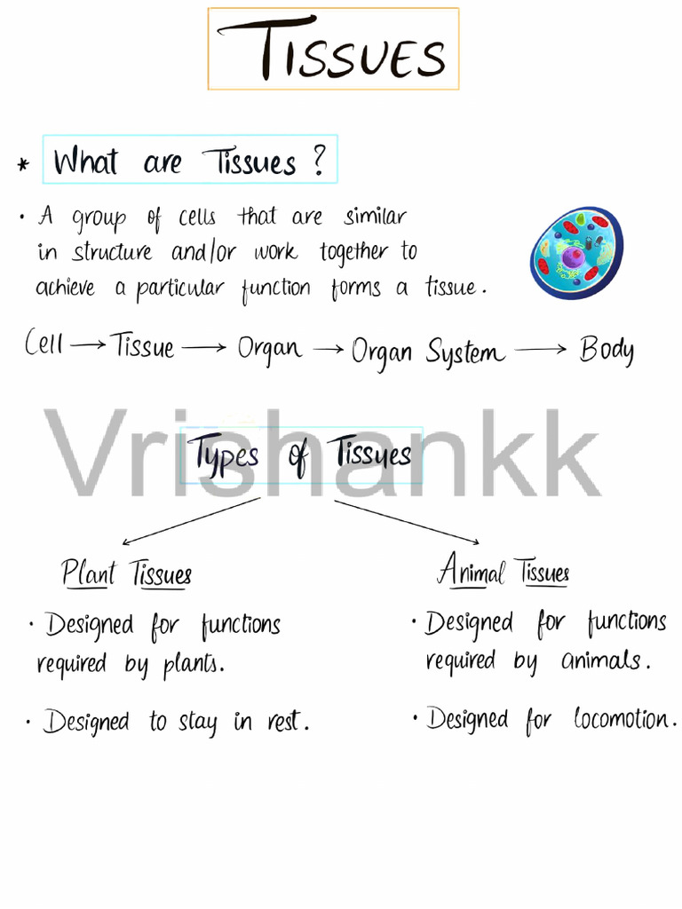 Class 9 Tissues | PDF