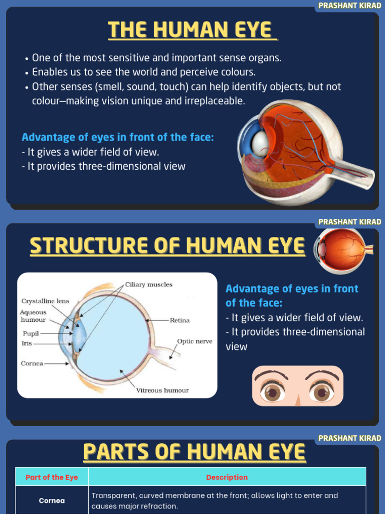 Structure and Function of the Human Eye | PDF | Eye | Sunset