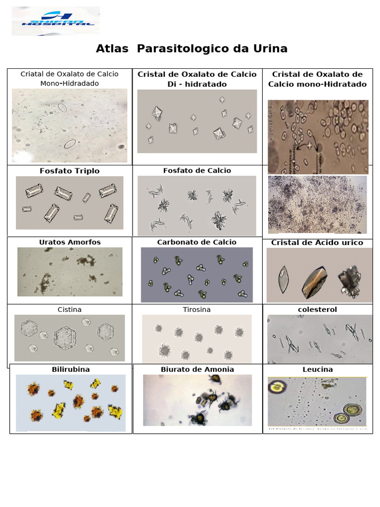 Atlas Parasitol gico Da Urina PDF