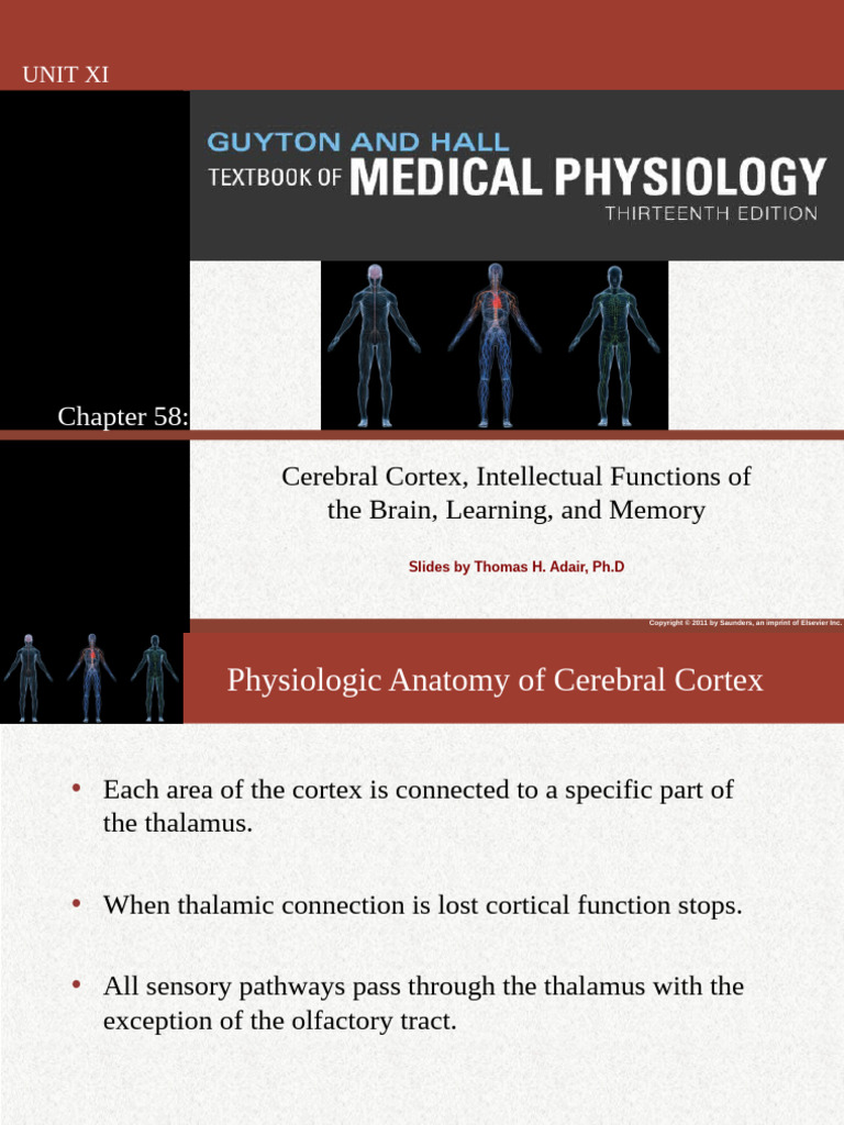 Cerebral Cortex: Functions and Memory | PDF | Memory | Speech