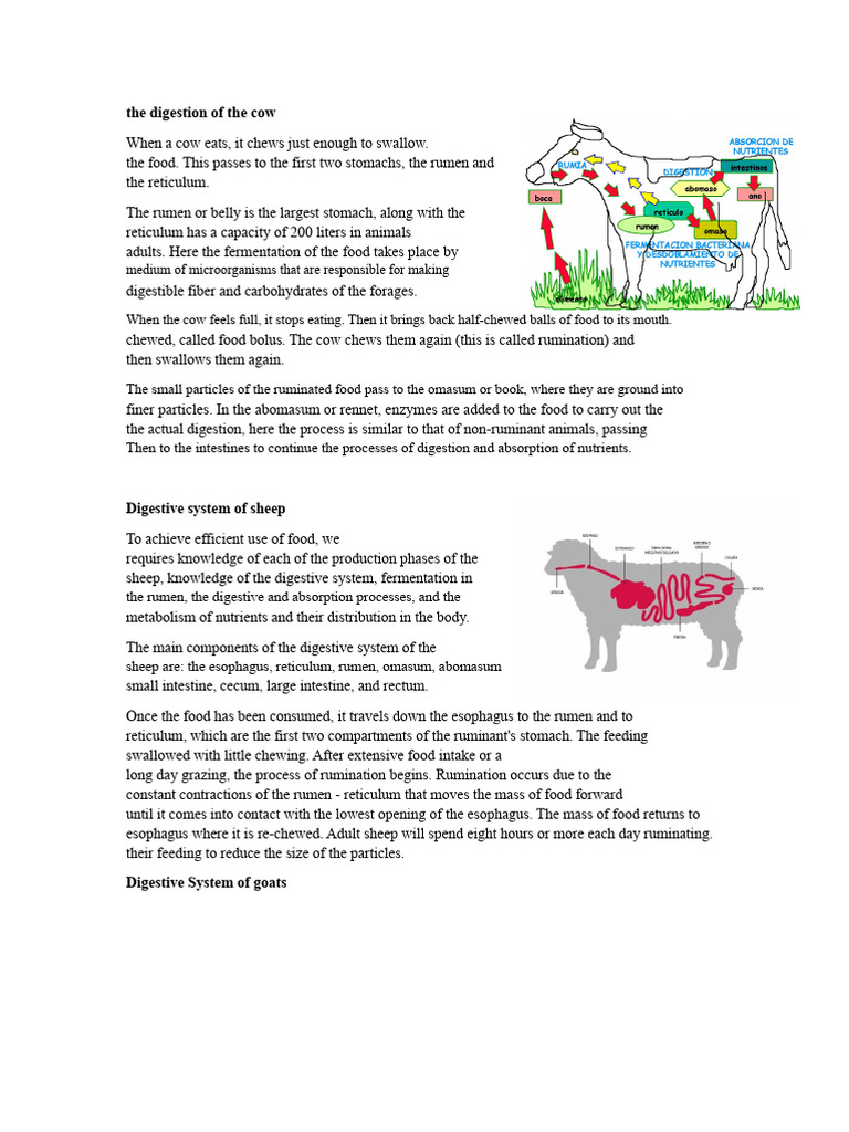 The Digestion of the Cow | PDF | Digestion | Ruminant