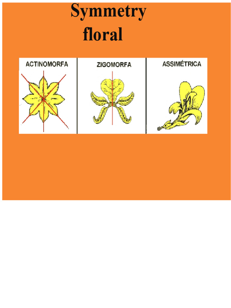 Understanding Floral Symmetry and Diagrams | PDF | Flowers | Petal
