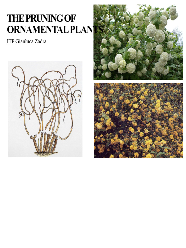 Pruning Techniques for Ornamental Plants | PDF | Pruning | Shrub