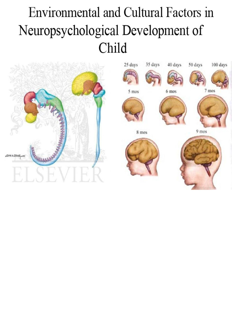 The Child's Brain Development | PDF | Emotions | Brain