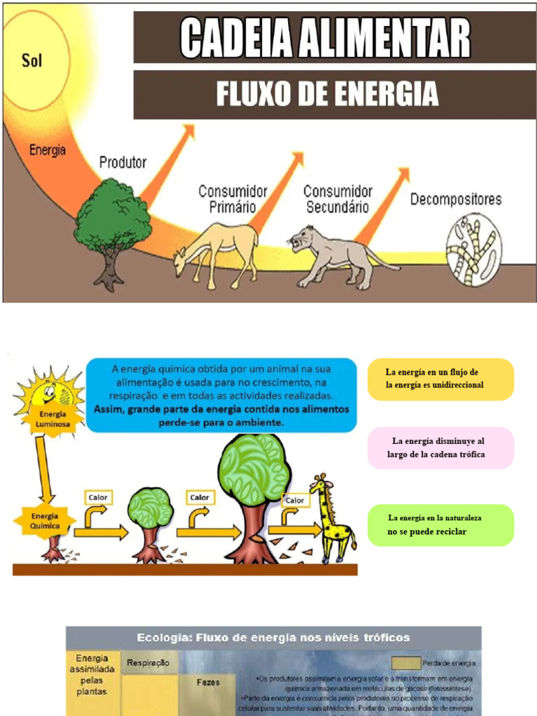 Flujo de energía | PDF
