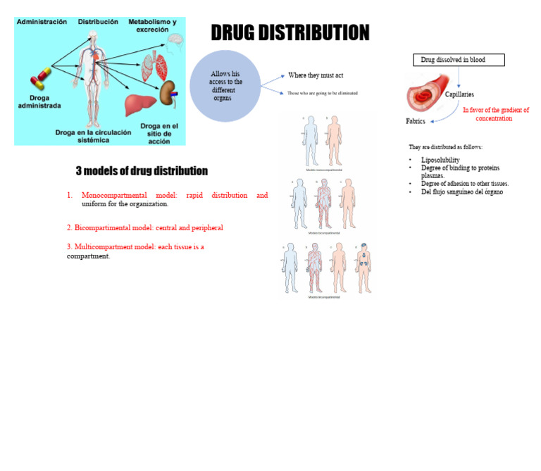 Drug Distribution Models Explained | PDF