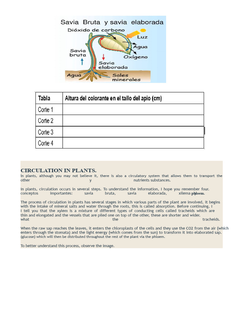 Plant Circulation: Xylem and Phloem Explained | PDF