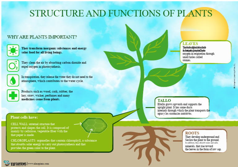 Plant Structure and Functions Explained | PDF | Plants | Photosynthesis