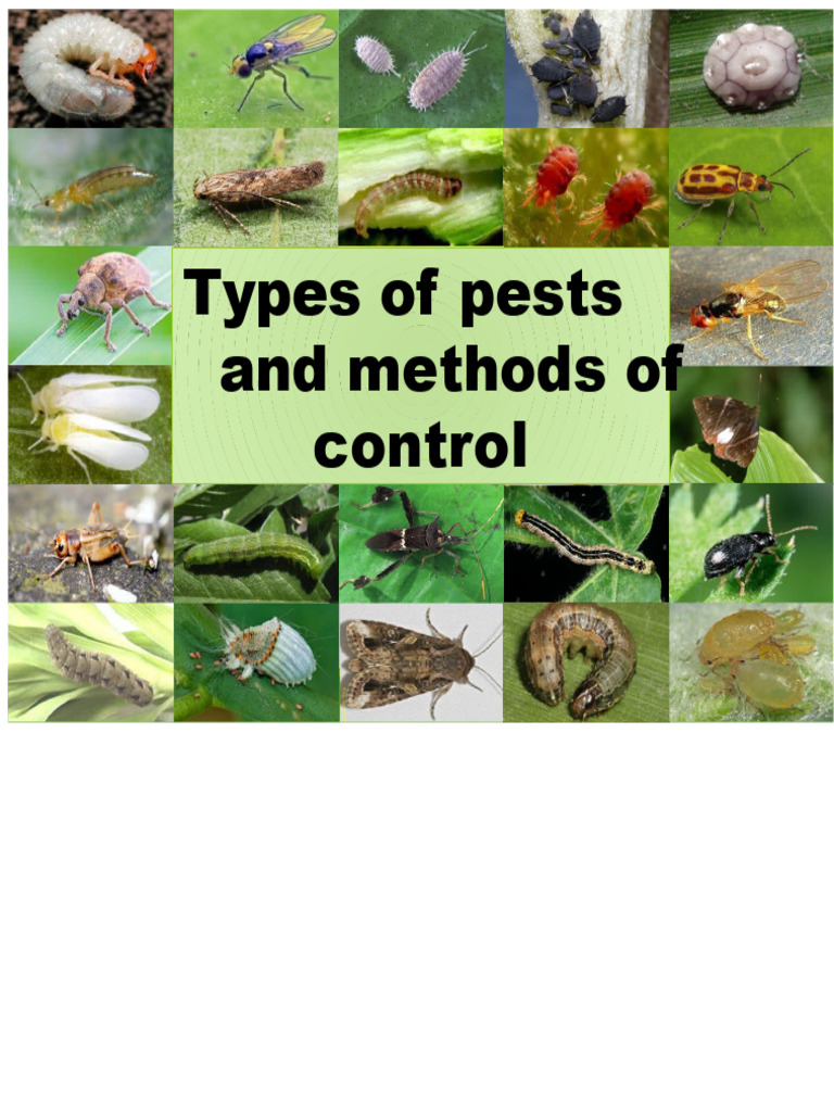 Types of Agricultural Pests and Control Methods | PDF | Pest (Organism ...
