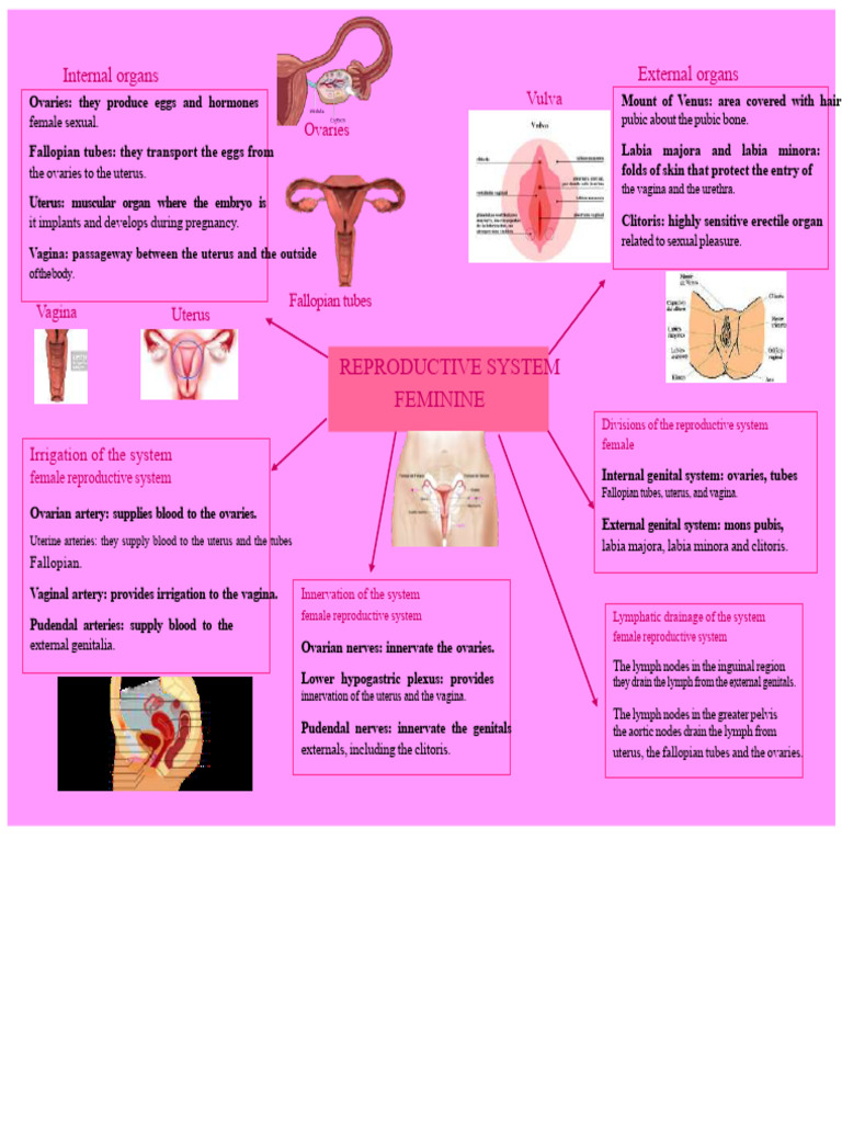 Overview of the Female Reproductive System | PDF | Labia | Vagina