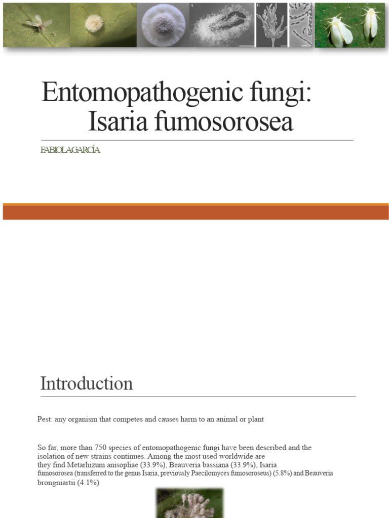 Isaria fumosorosea: Entomopathogenic Fungi Insights | PDF | Fungus ...