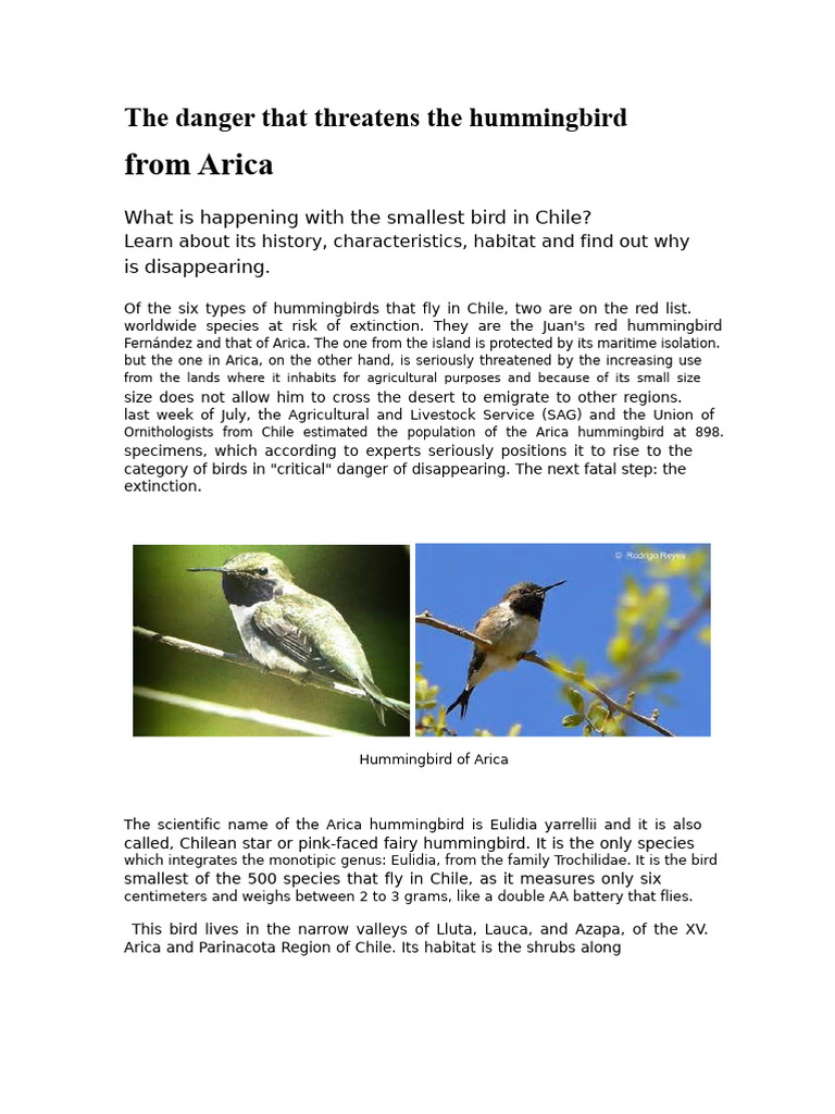 Arica Hummingbird: Endangered Species Insights | PDF | Chile | Zoology