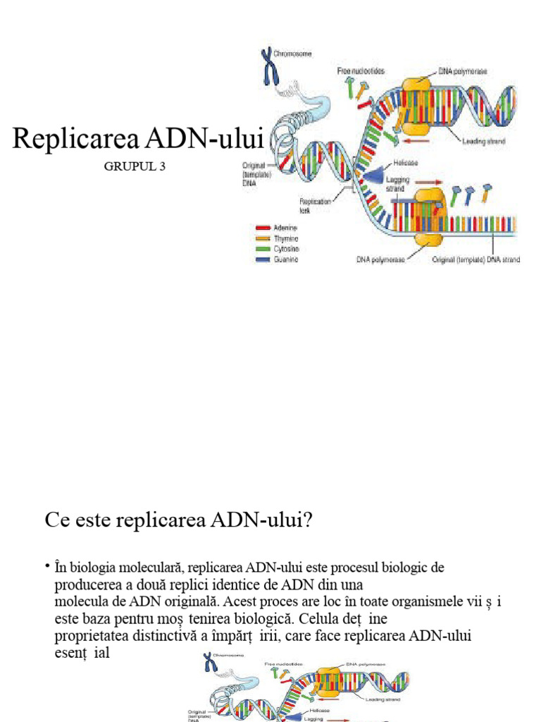 Replicarea ADN-ului | PDF