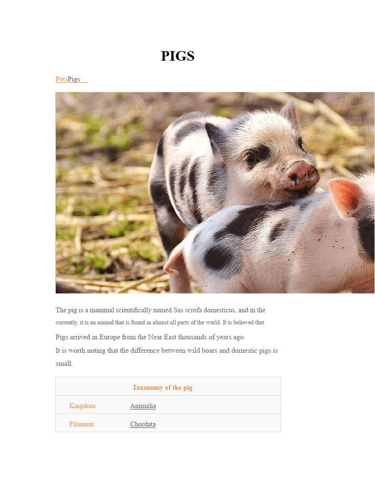 Understanding Domestic Pigs: Care & Breeds | PDF | Pig | Zoology