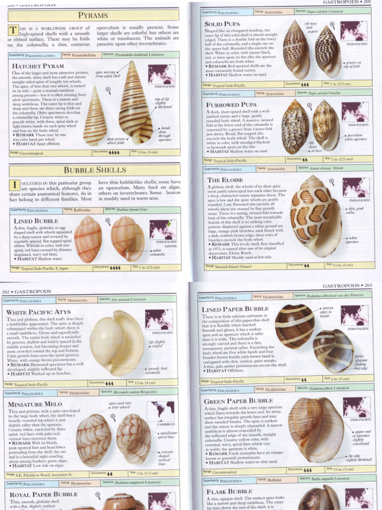 Dance Shells Smith - Handb3 | PDF