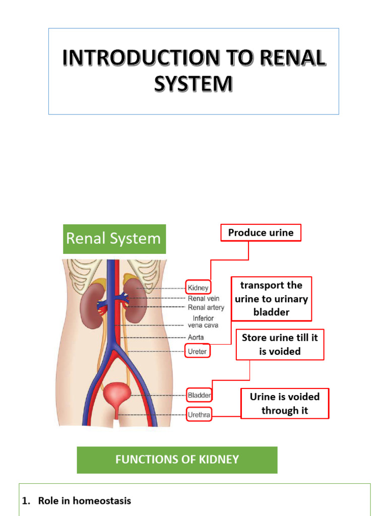 Overview of Renal System Functions | PDF | Urination | Kidney