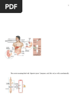 Gastrointestinal Root Words and Terms | PDF | Gastrointestinal Tract ...