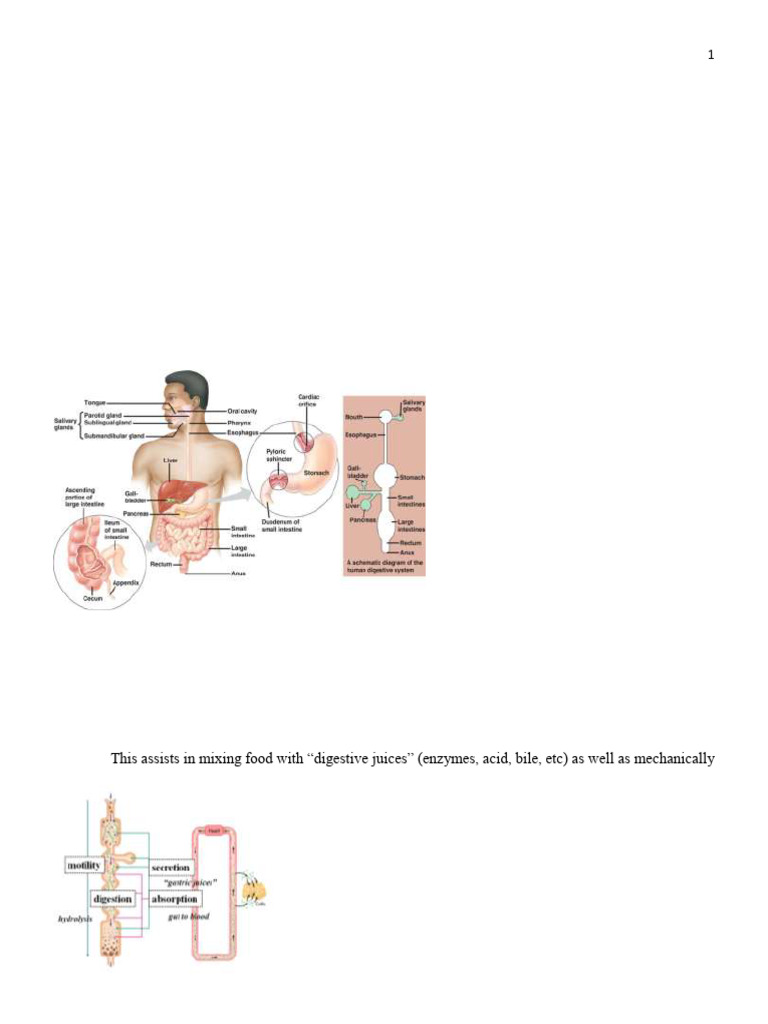 Lecture 11 Notes 2025 Digestive System | PDF | Stomach | Human ...