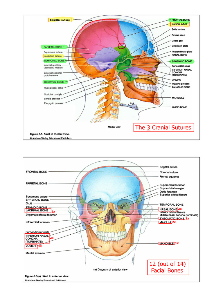 Anatomy of Cranial and Facial Bones | PDF