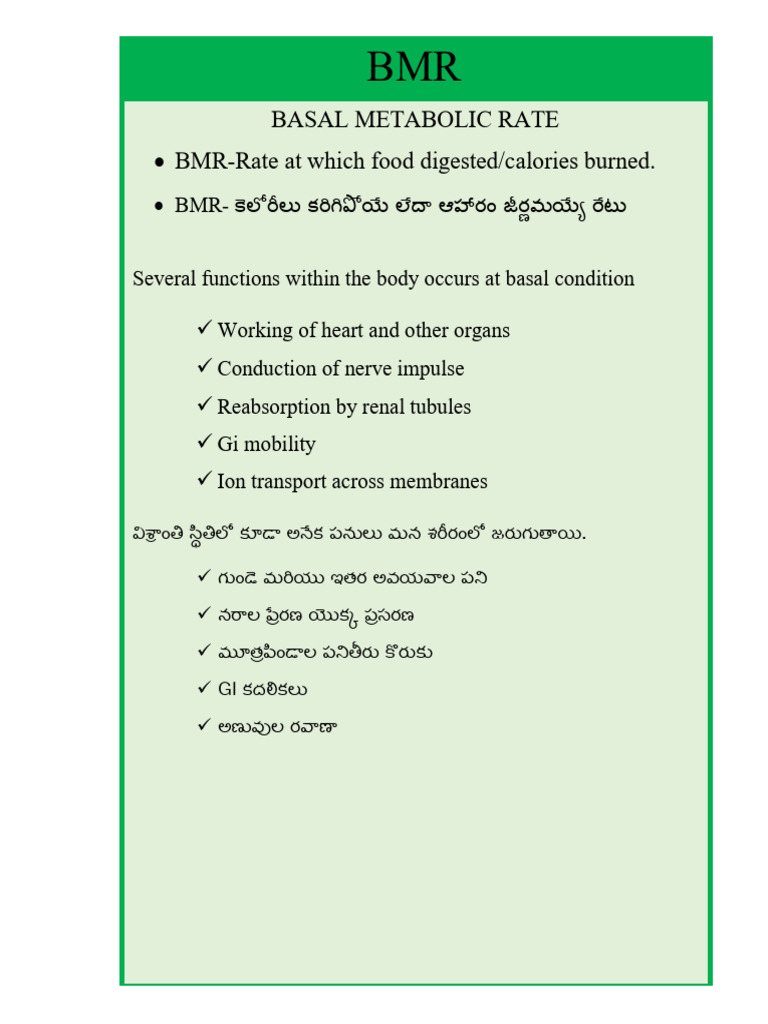 Basal Metabolic Rate BMR-Rate at Which Food Digested/calories Burned | PDF