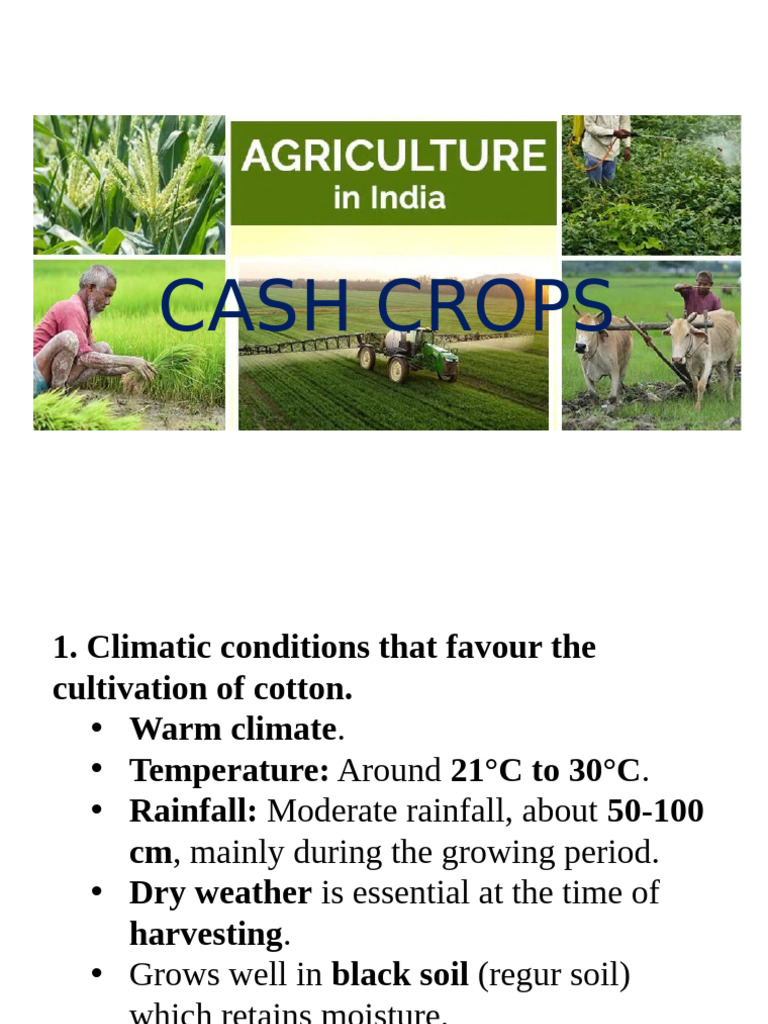Cash Crops: Cotton, Jute, Tea, Coffee | PDF | Jute | Tea
