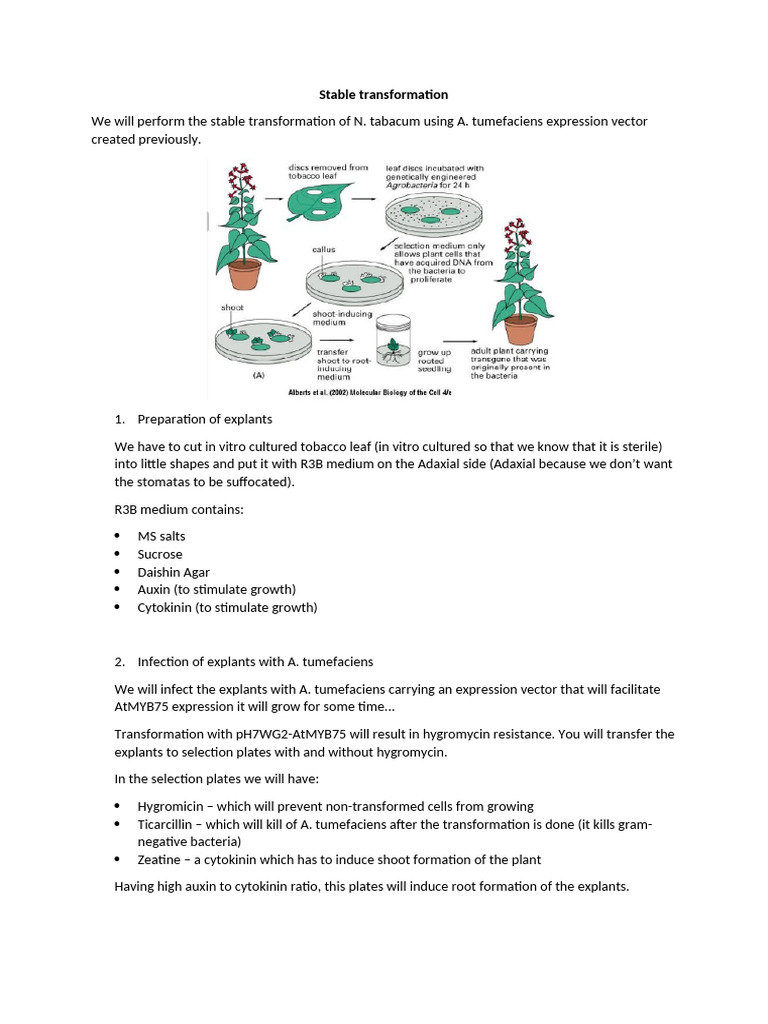 Stable Transformation Notes | PDF | Biotechnology | Biology