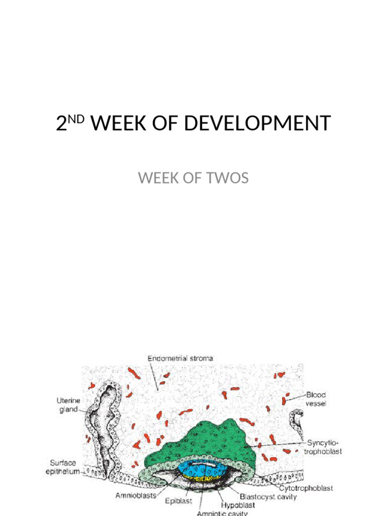2nd Week of Embryonic Development | PDF | Anatomy | Developmental Biology