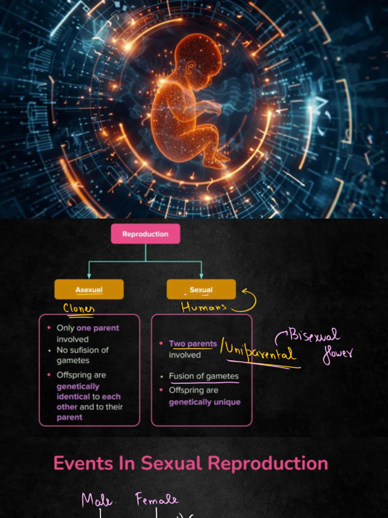 Human Reprooduction - Notes | PDF