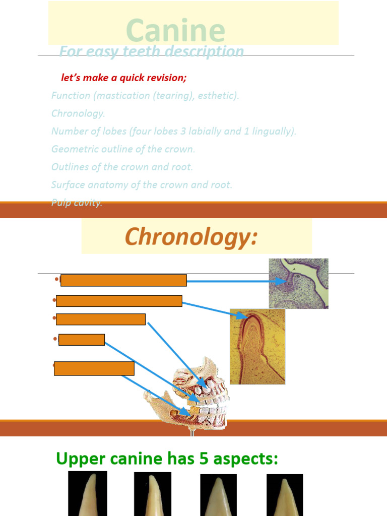 Canine Tooth Anatomy Overview | PDF | Dental Anatomy | Primate Anatomy