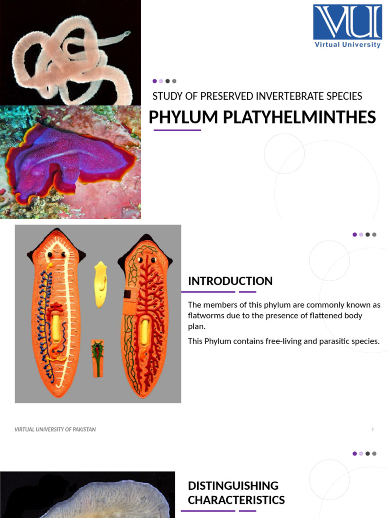 Overview of Phylum Platyhelminthes | PDF | Zoology | Biology